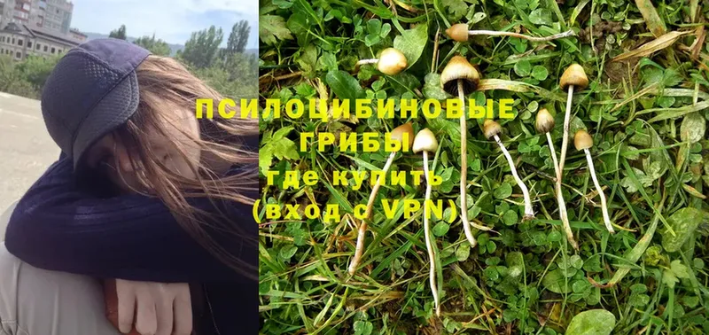 Галлюциногенные грибы MAGIC MUSHROOMS  Козьмодемьянск 